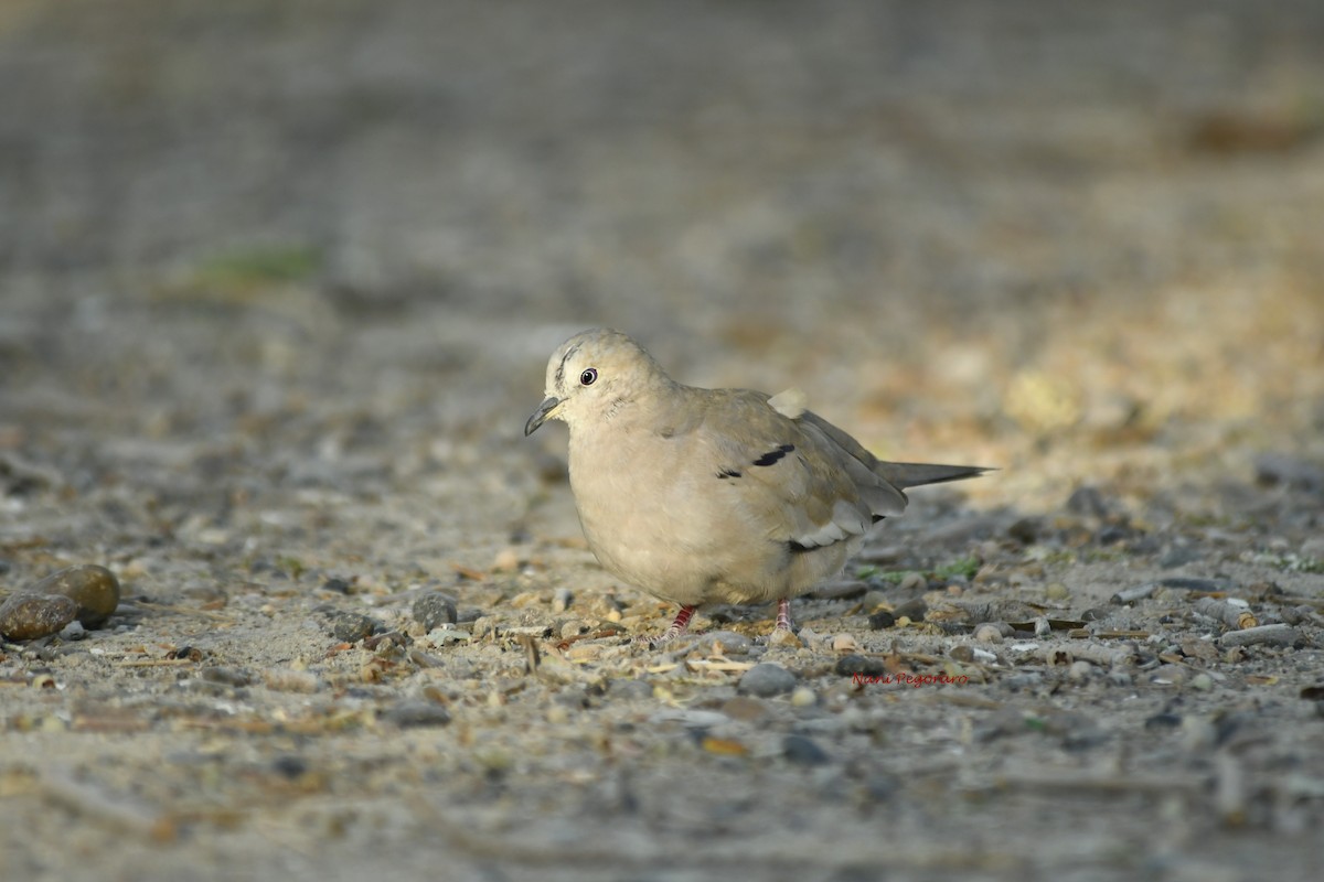 Picui Ground Dove - ML267265361