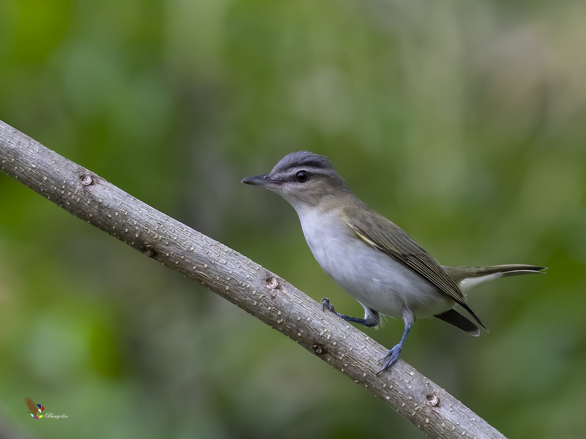 rødøyevireo - ML267265841