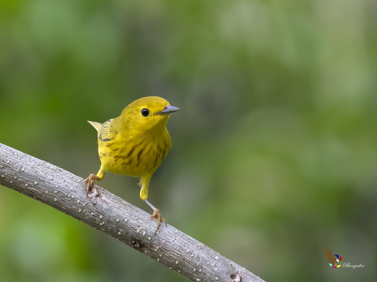 Northern Yellow Warbler - Fernando Burgalin Sequeria