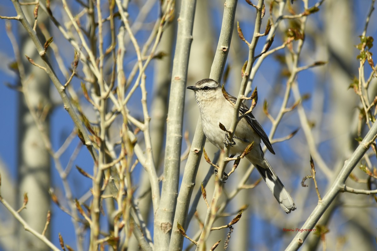 Chalk-browed Mockingbird - Ana Ines Pegoraro