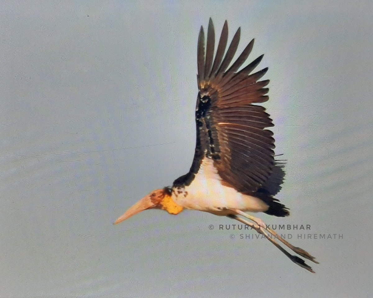 Lesser Adjutant - Ruturaj Kumbhar