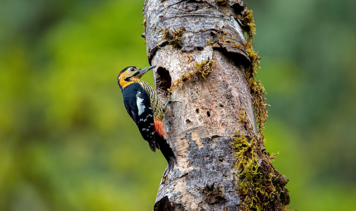 Darjeeling Woodpecker - ML267269271