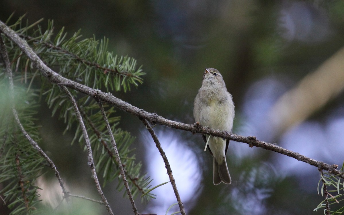 Common Chiffchaff - Eero Rasi