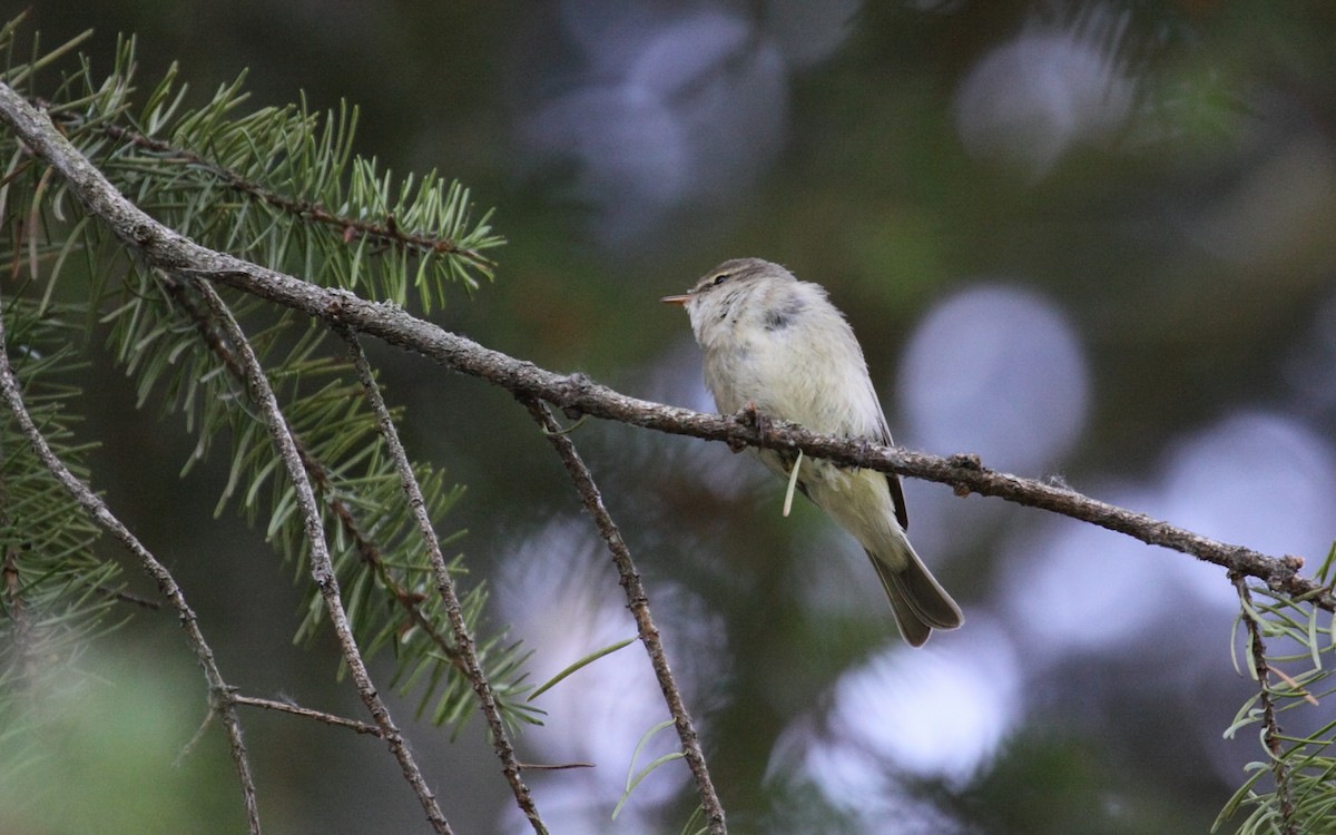 Common Chiffchaff - ML267270271