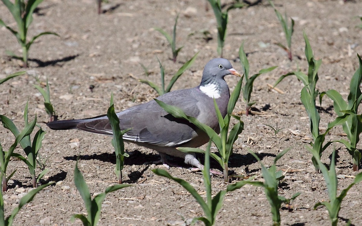 Common Wood-Pigeon - Eero Rasi