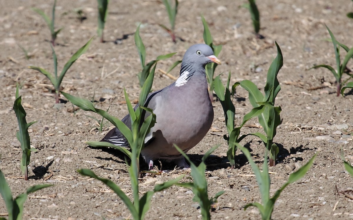 Common Wood-Pigeon - ML267270701