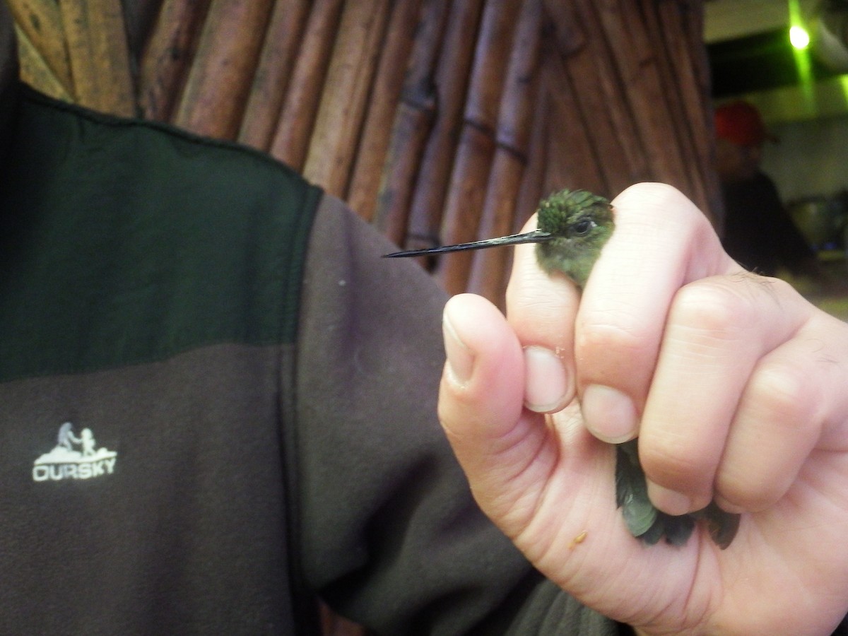 Green-fronted Lancebill - ML267270821