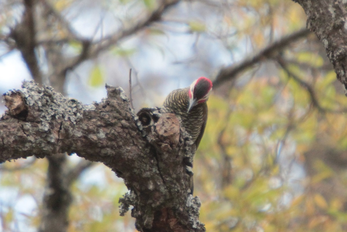 Golden-olive Woodpecker - ML267271231