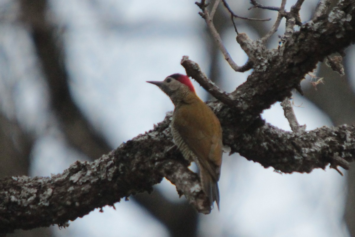 Golden-olive Woodpecker - ML267271241