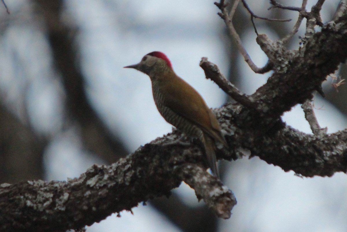 Golden-olive Woodpecker - ML267271251