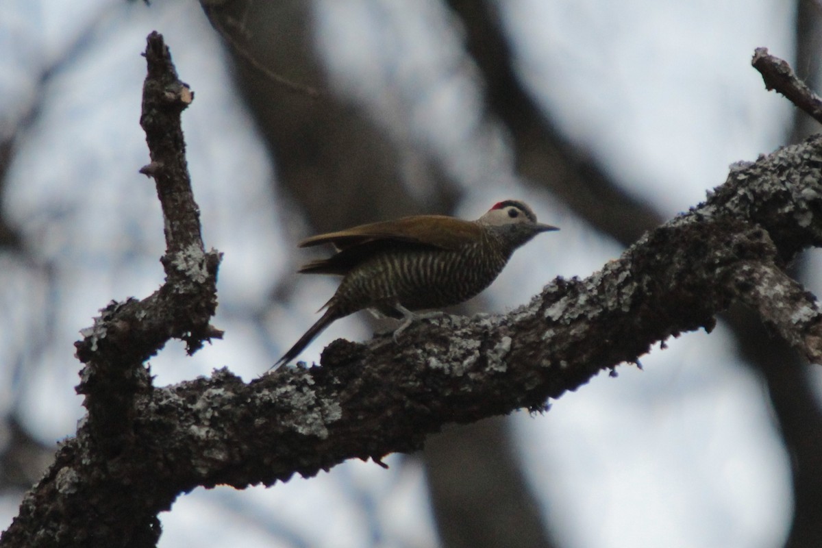 Golden-olive Woodpecker - ML267271271