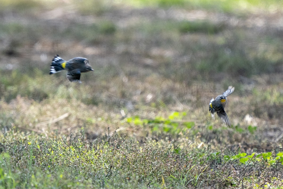 myrteparula (auduboni) (sitronstrupeparula) - ML267272241