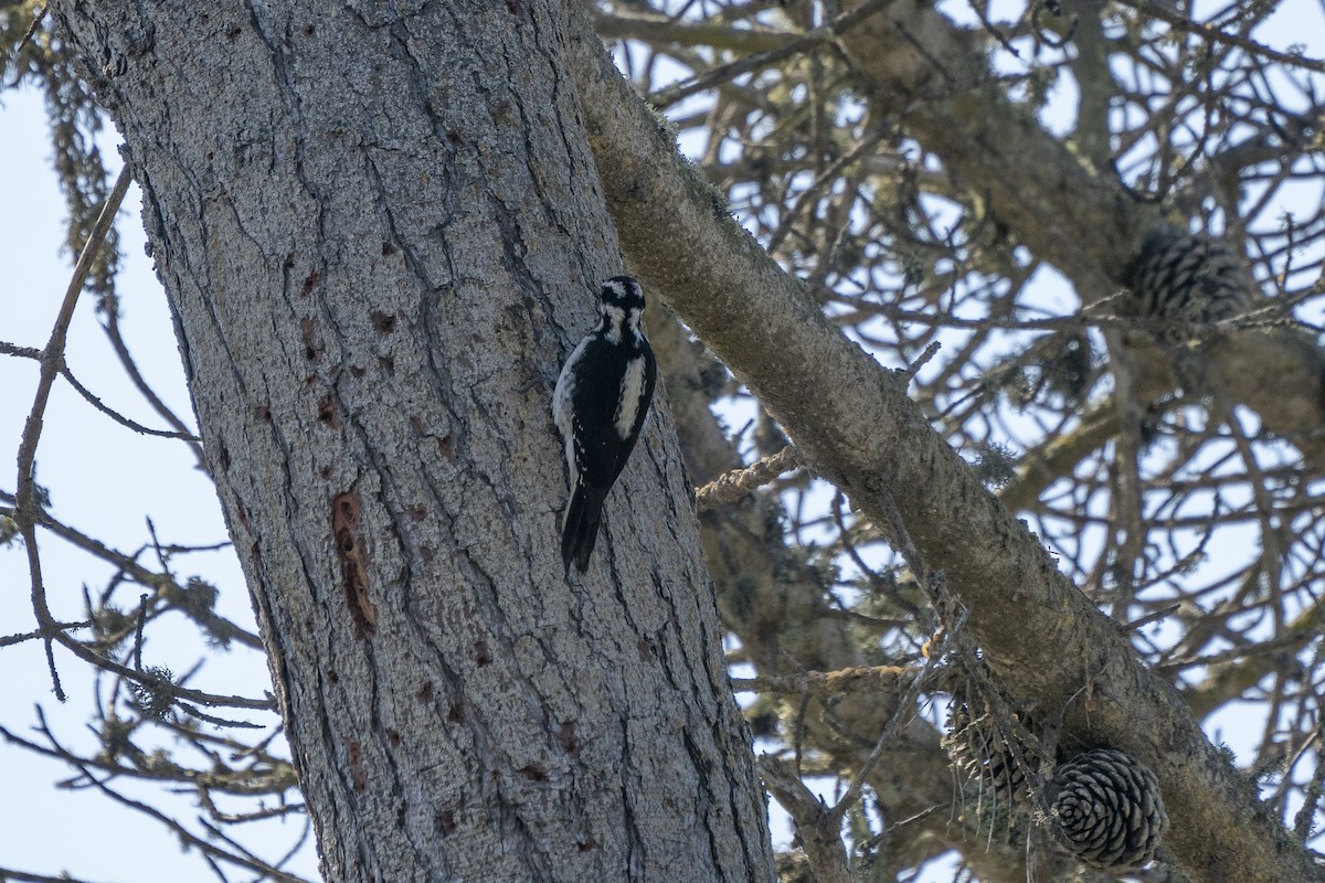 Hairy Woodpecker - ML267272731