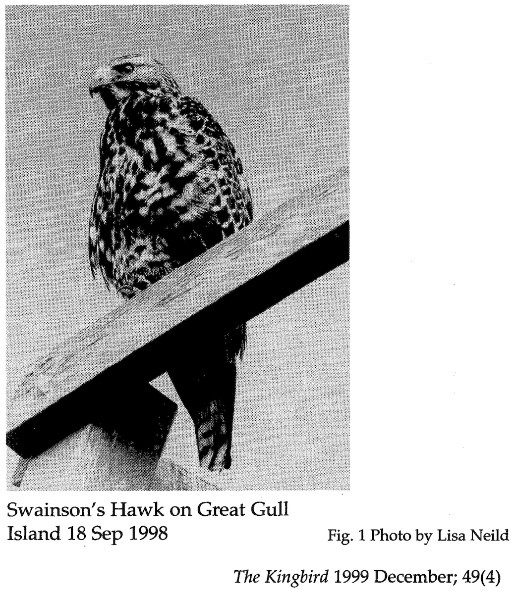Swainson's Hawk - ML267272771