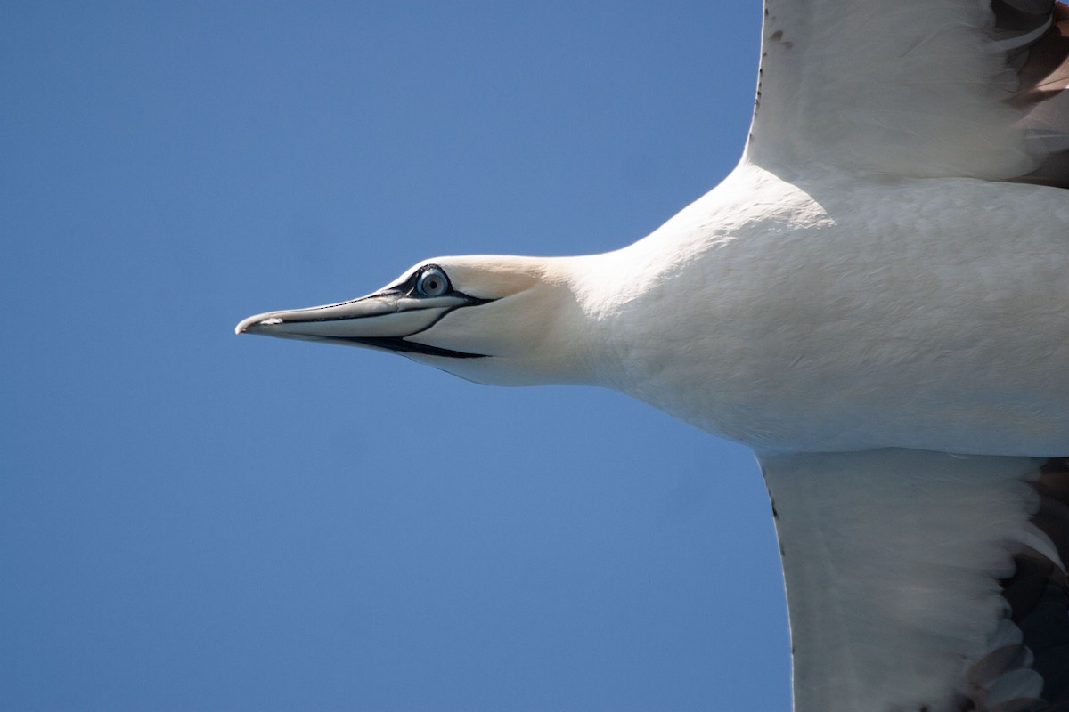 Northern Gannet - Arthur Grosset