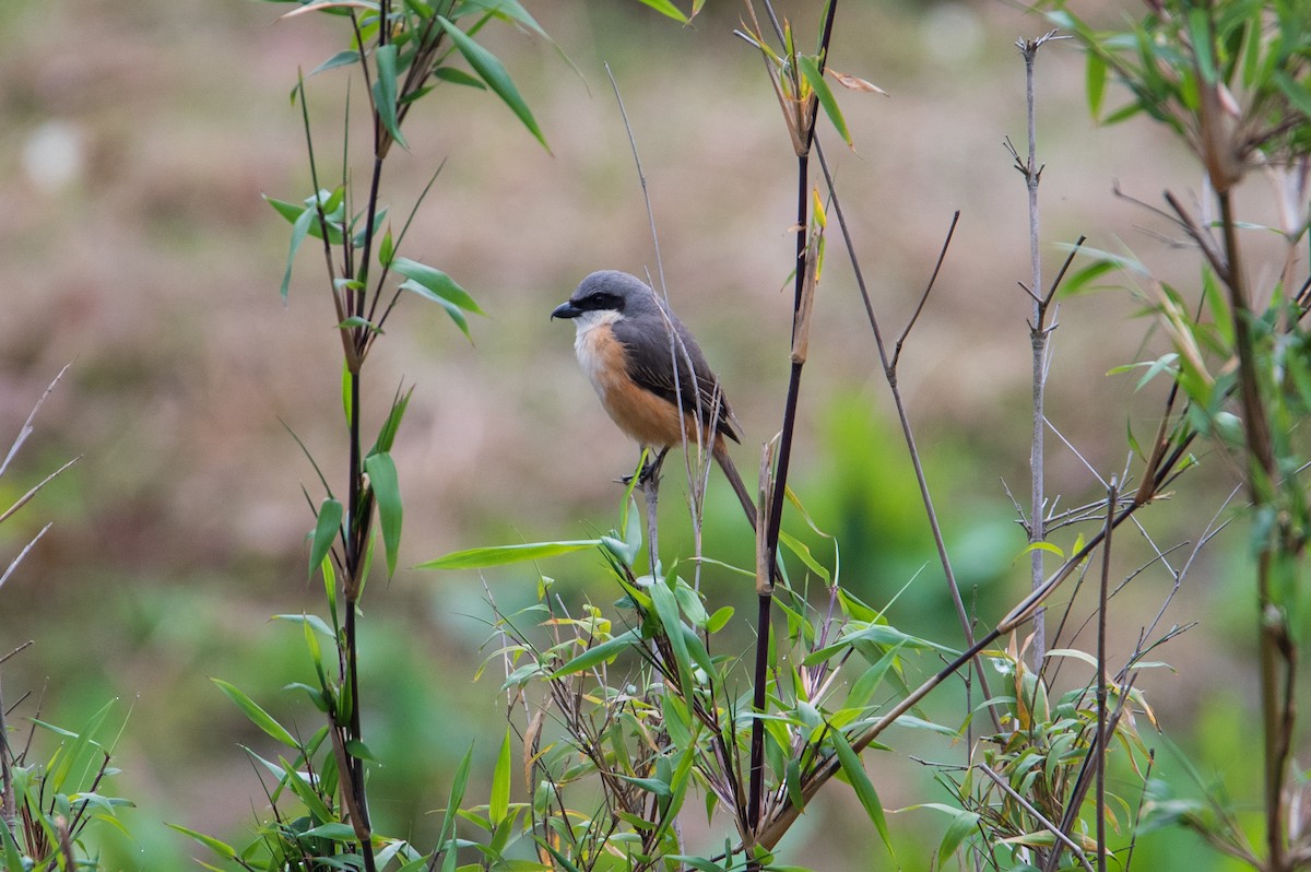 Gray-backed Shrike - ML267273901