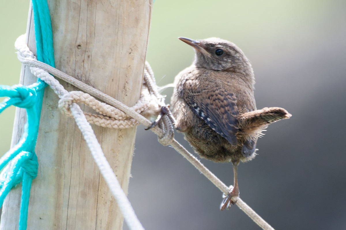 Eurasian Wren (St. Kilda) - ML267273941