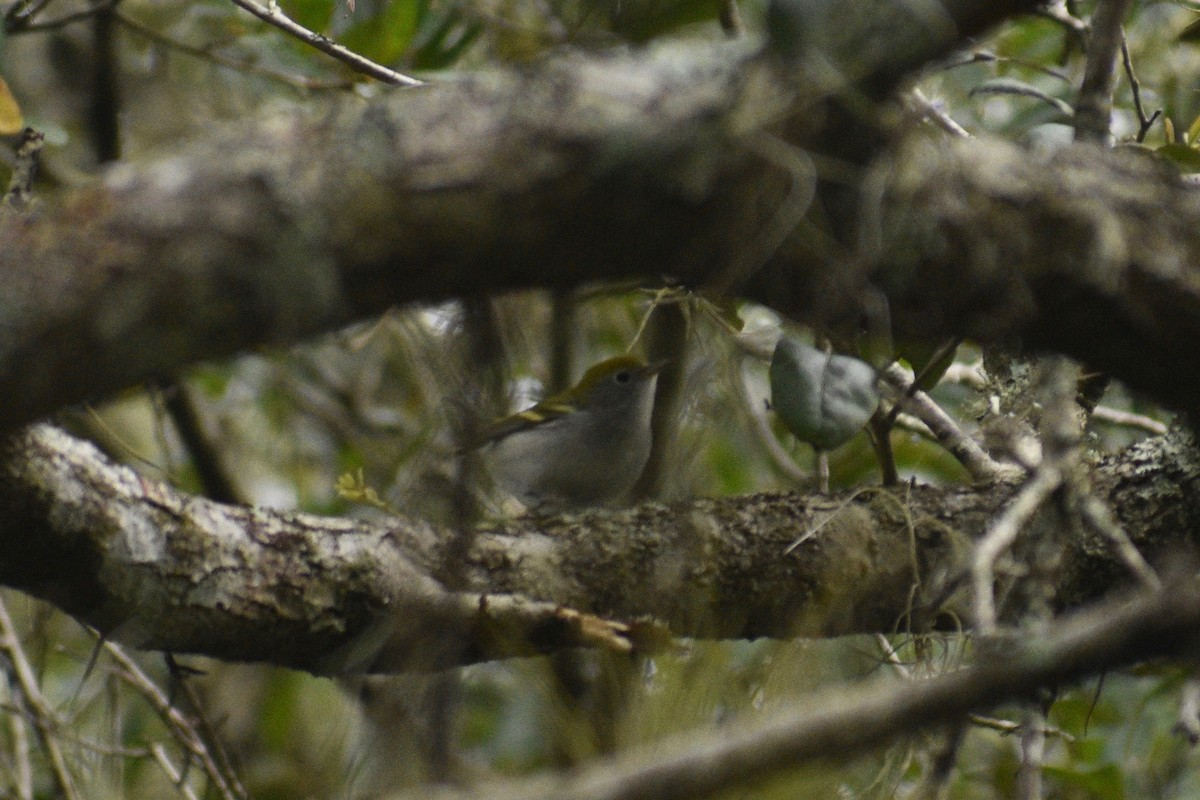 Chestnut-sided Warbler - ML267273951