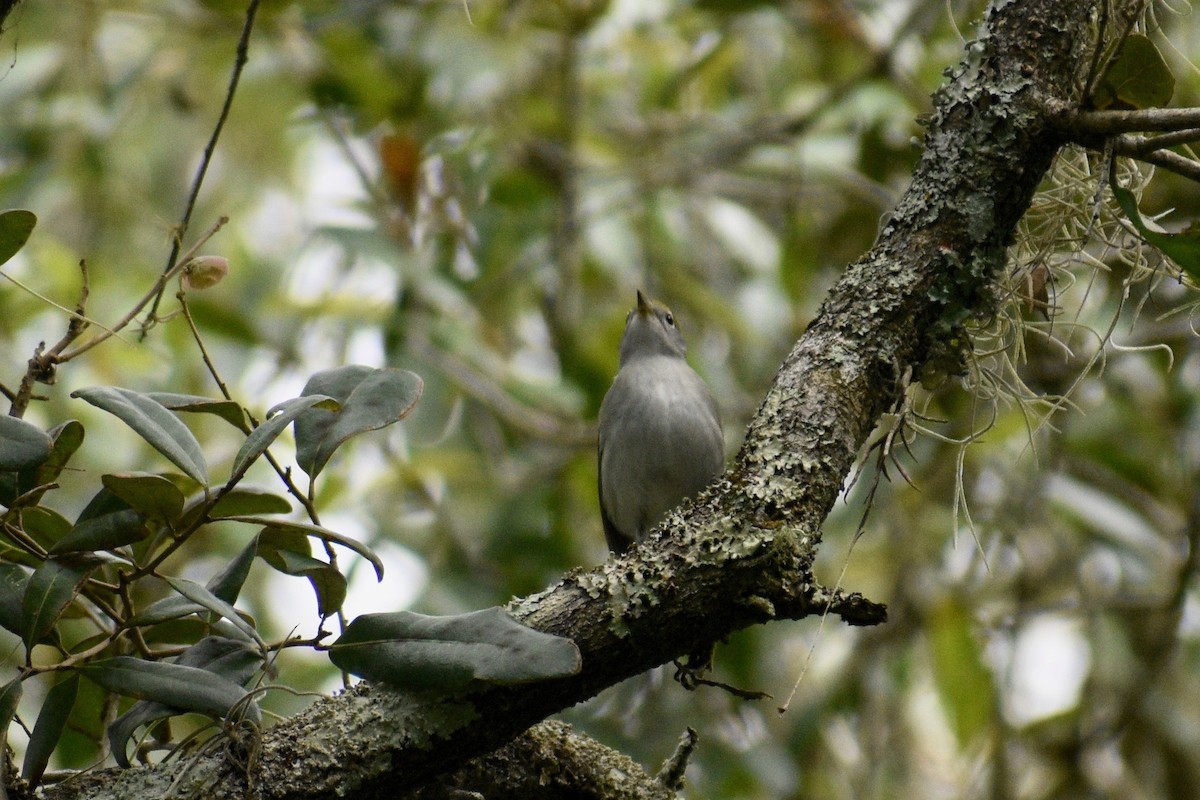 Chestnut-sided Warbler - Alena Capek