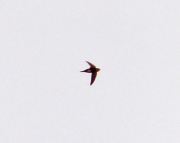 White-throated Swift - ML26727491