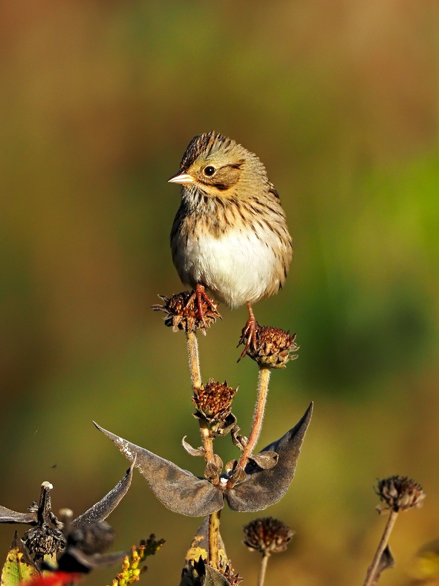 Lincoln's Sparrow - ML267275431