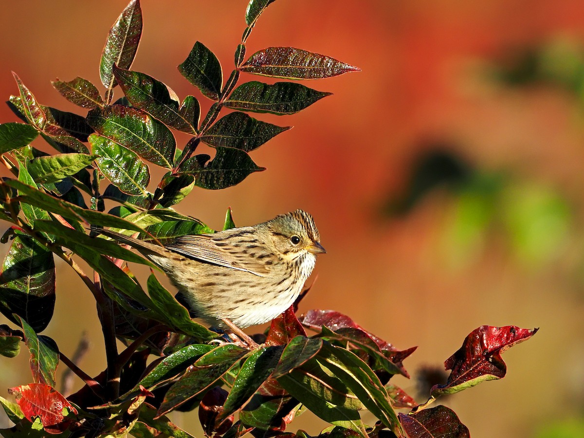 Lincoln's Sparrow - ML267275501