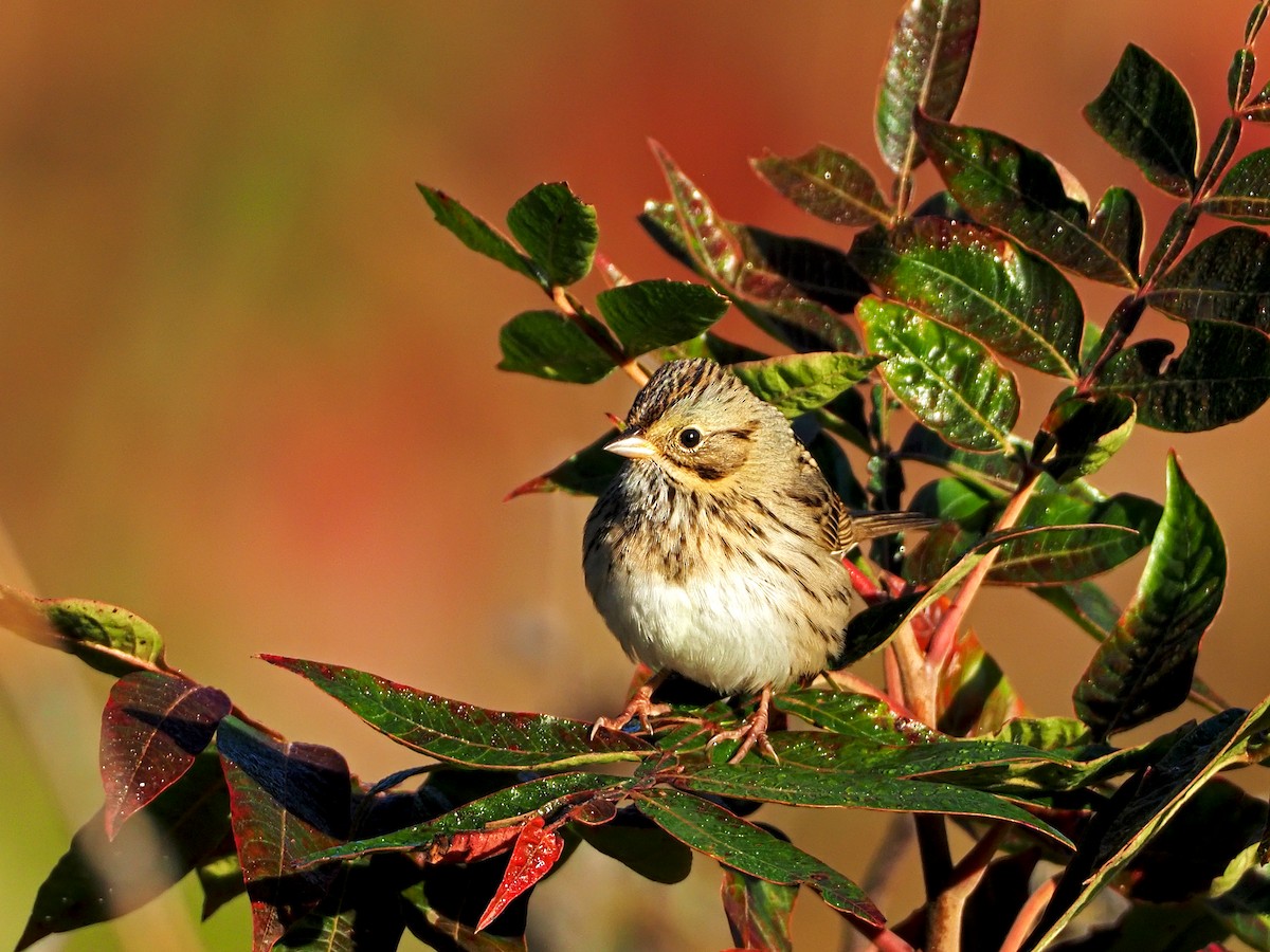 Lincoln's Sparrow - ML267275541