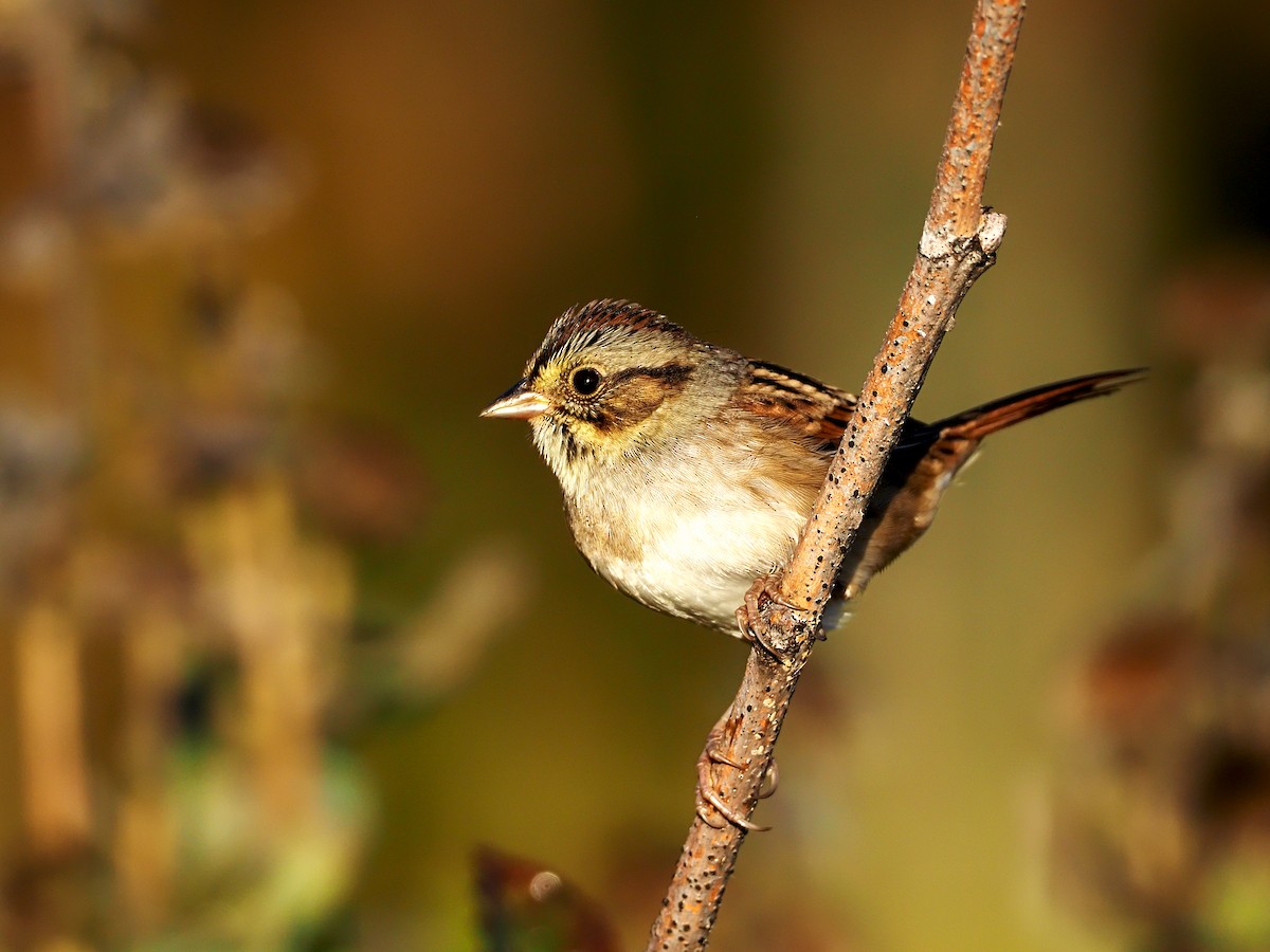 Swamp Sparrow - ML267275721