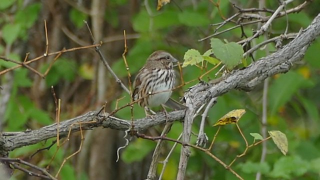 Song Sparrow - ML267276221