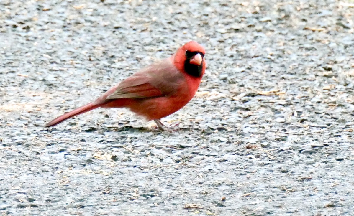 Kırmızı Kardinal - ML267276381