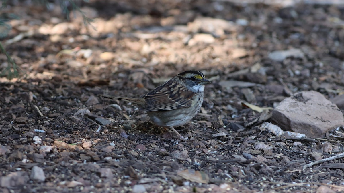 White-throated Sparrow - Eric Hynes