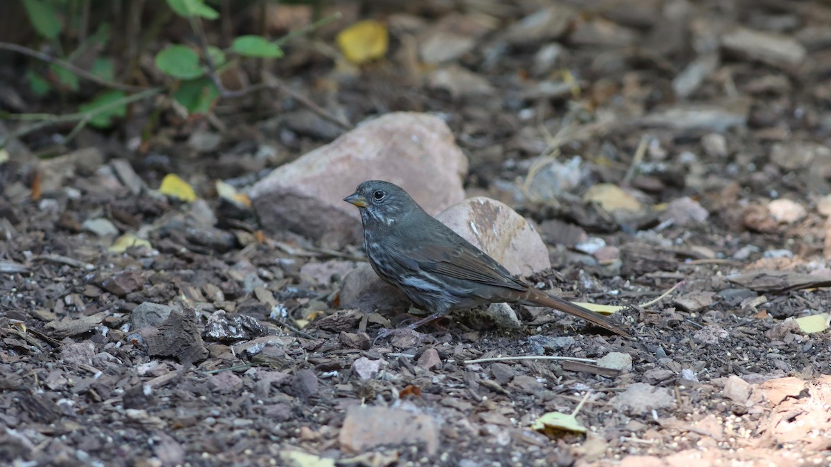 Fox Sparrow (Slate-colored) - Eric Hynes