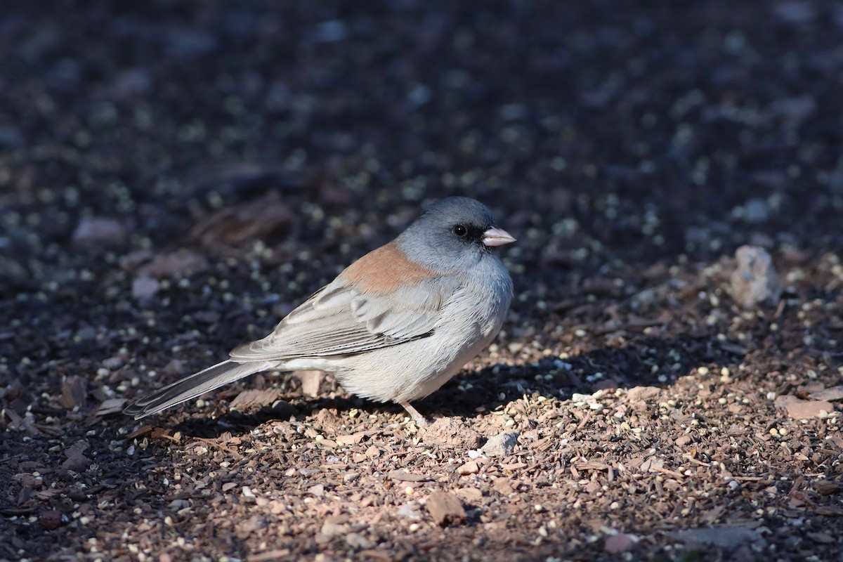 Junco ardoisé (caniceps) - ML267279761