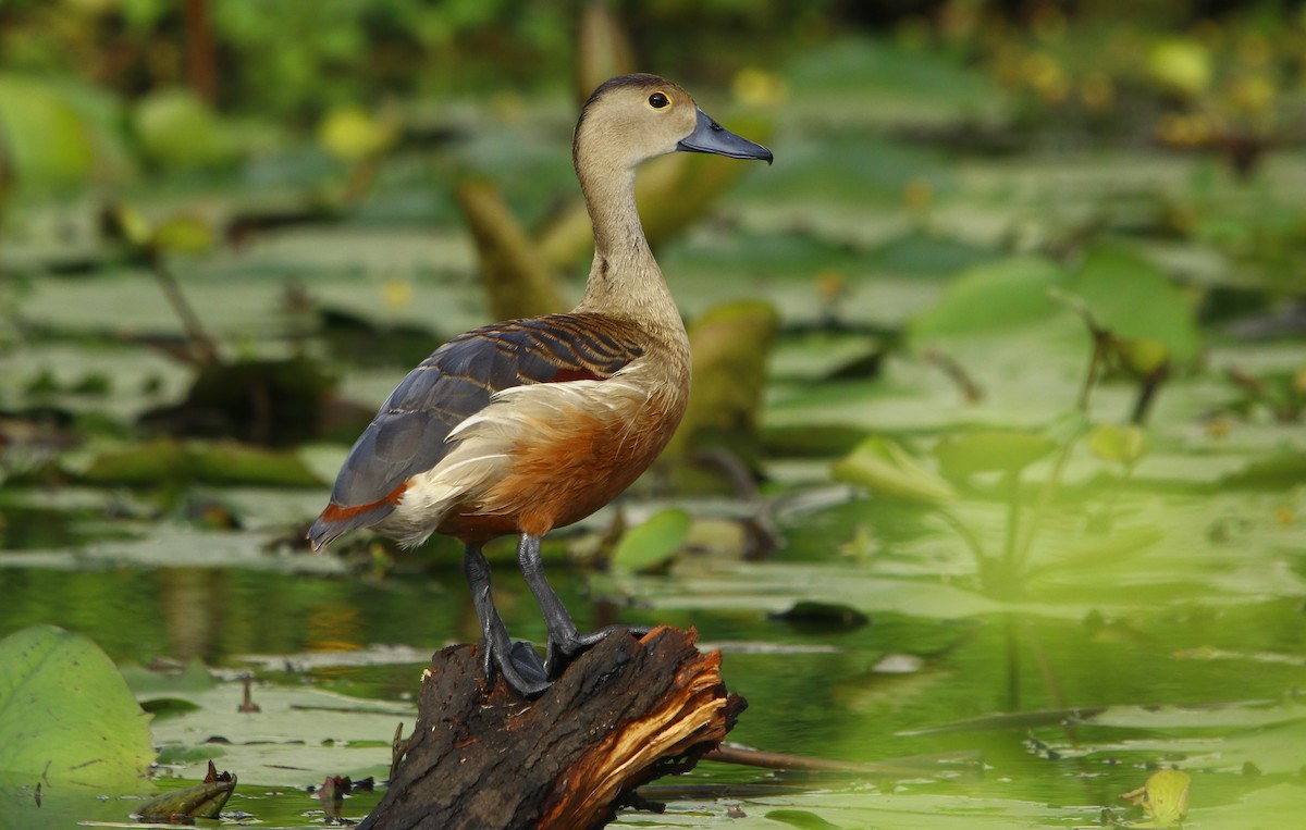 Lesser Whistling-Duck - ML267280331