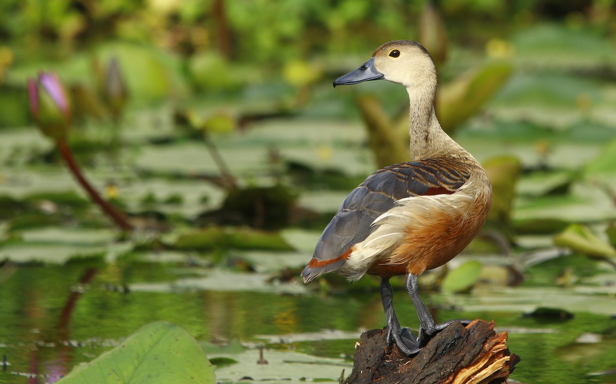 Lesser Whistling-Duck - ML267281041