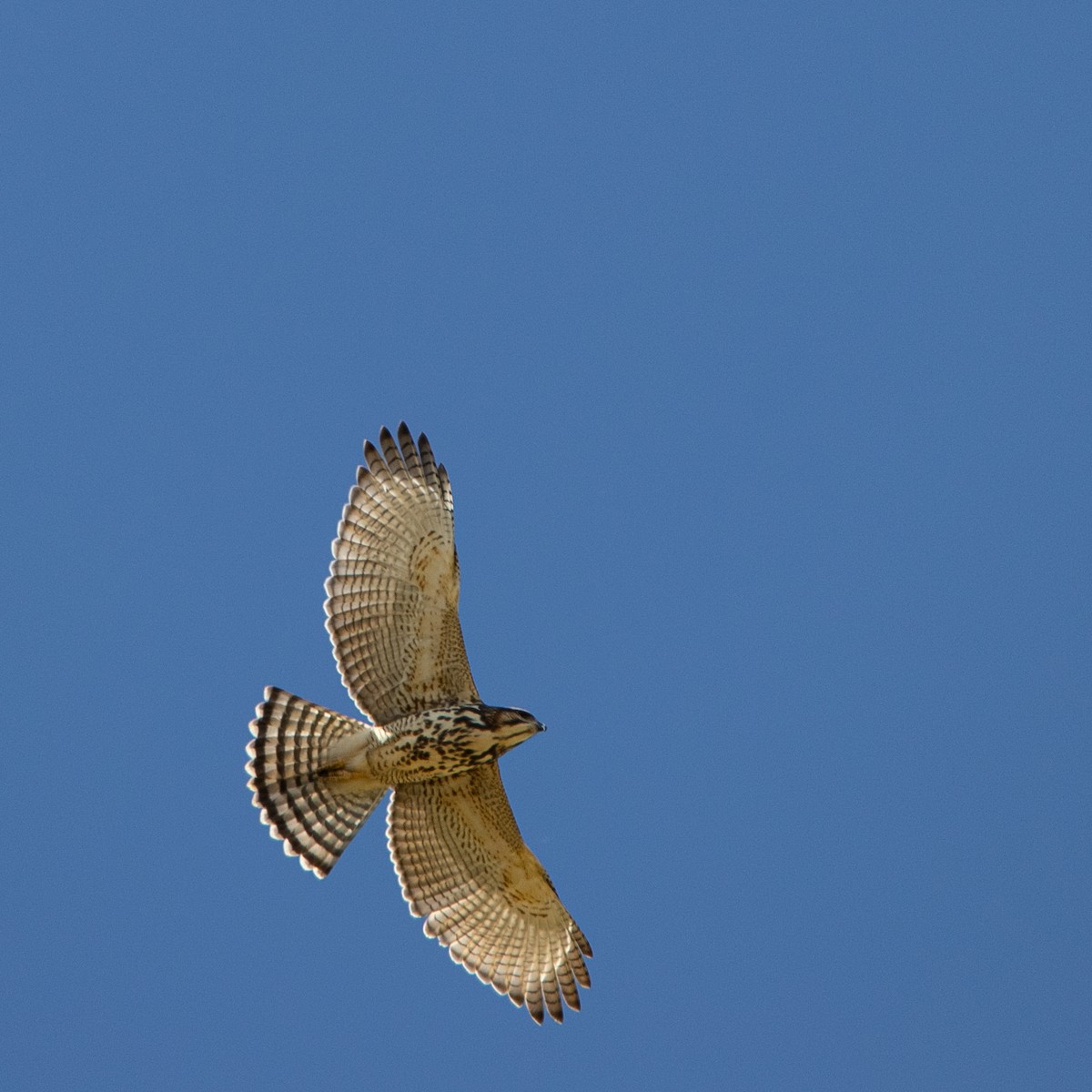 Gray Hawk - Peggy Steffens