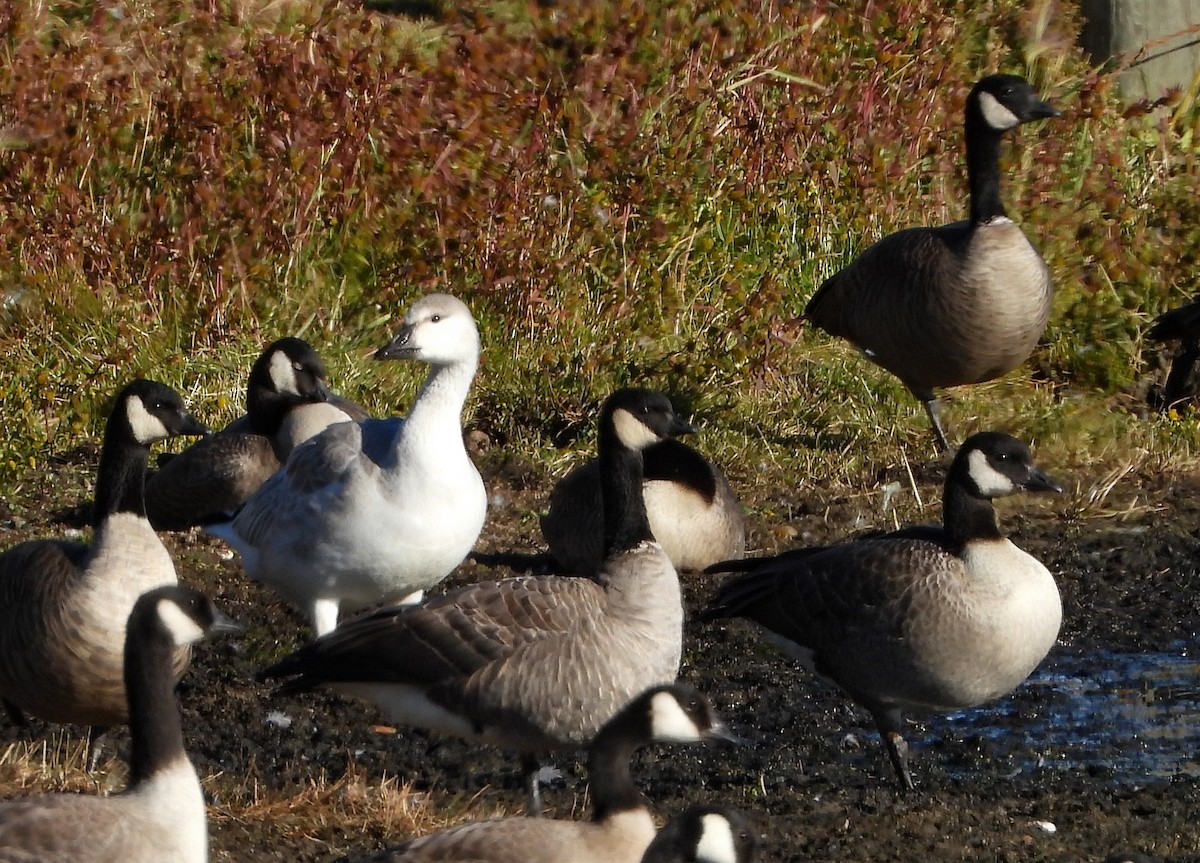 Cackling Goose - ML267284631