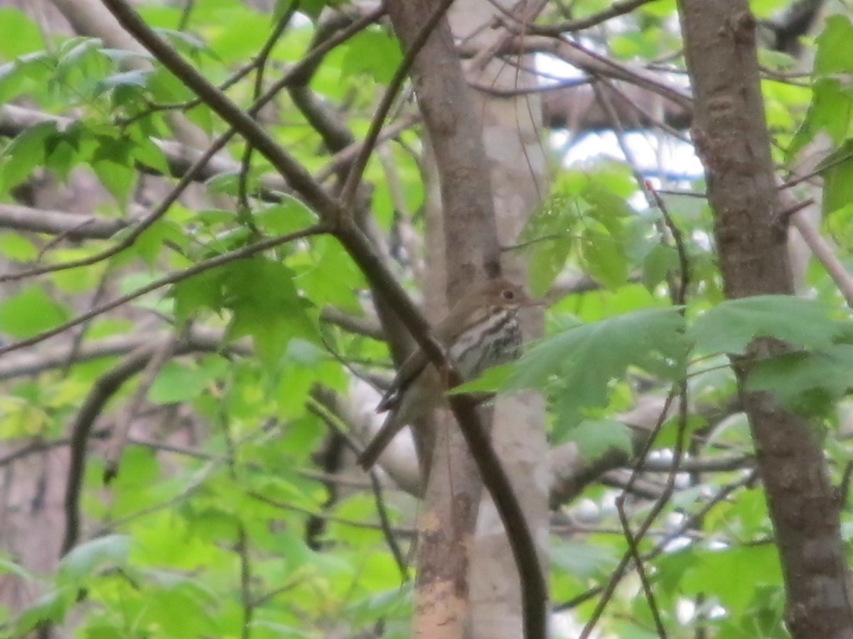 Ovenbird - ML26728591