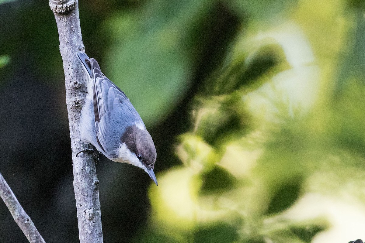 Brown-headed Nuthatch - Rob Rogers