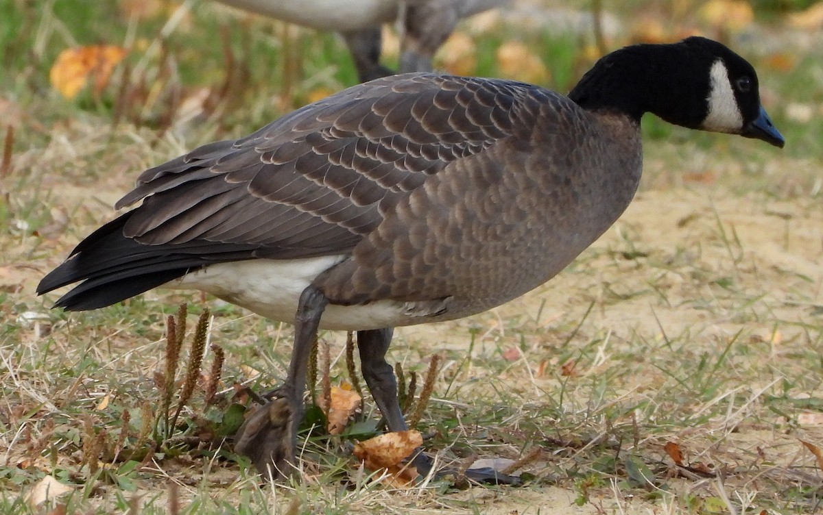 Cackling Goose - Richard Klauke