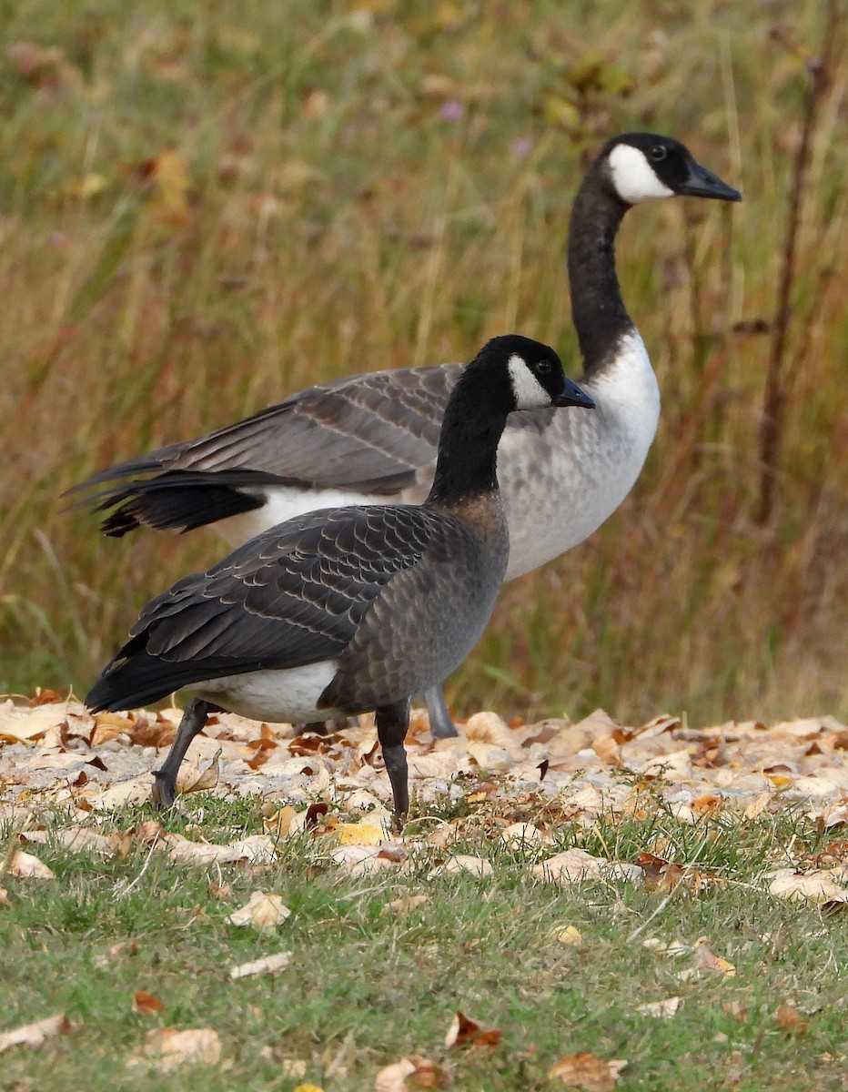 Cackling Goose - ML267286691