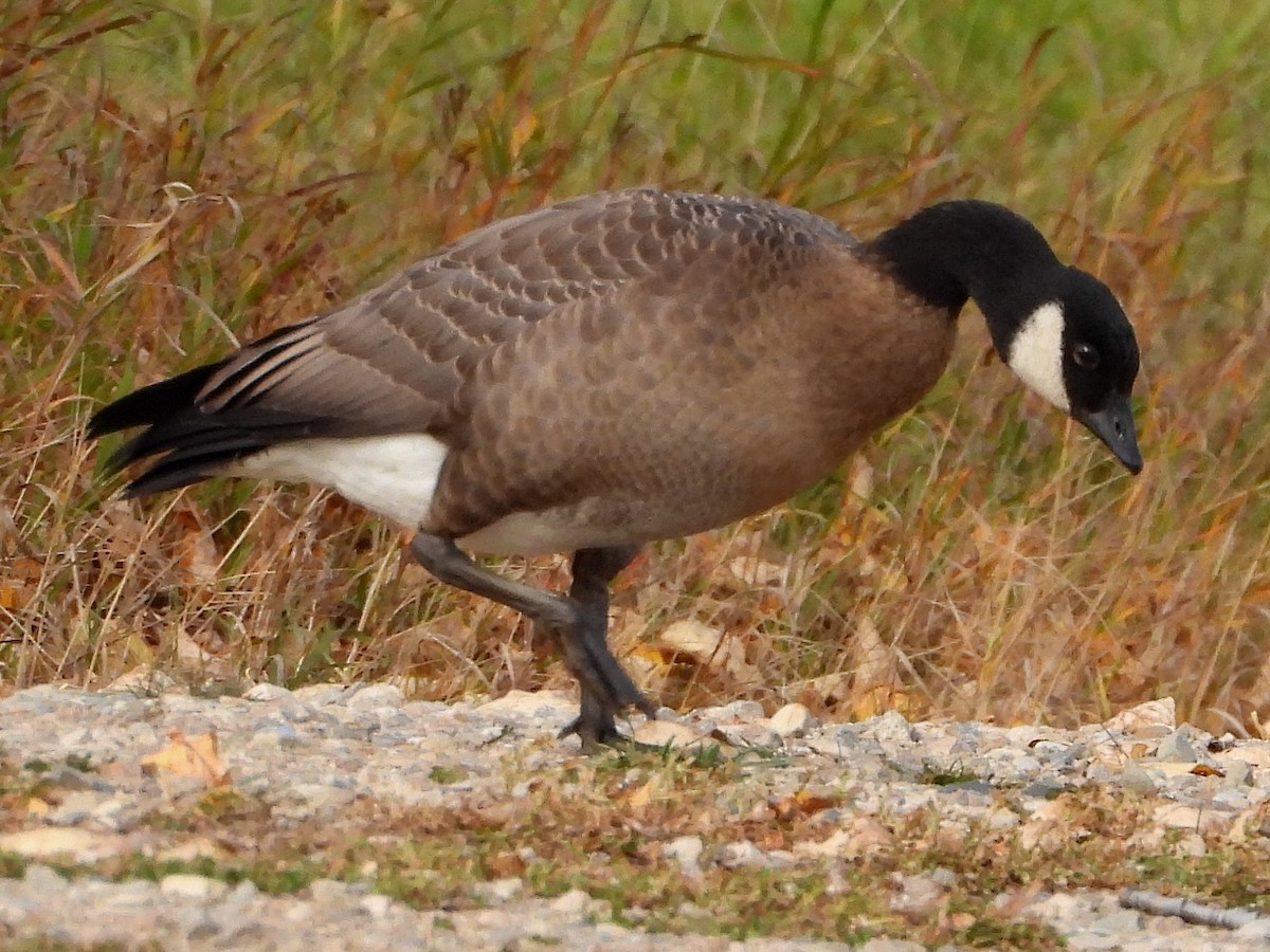 Cackling Goose - ML267286701