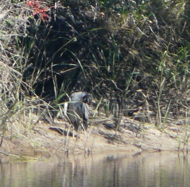 Yellow-crowned Night Heron - ML267287571