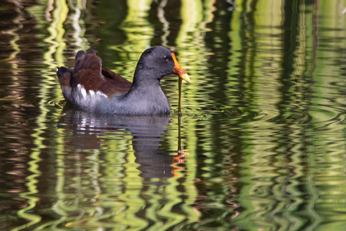 Gallinule d'Amérique - ML267288311