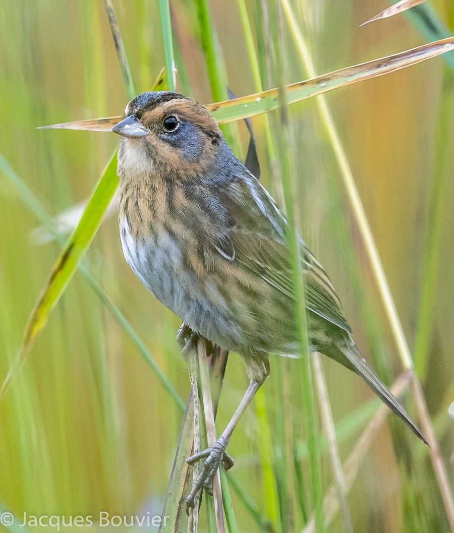 Nelson's Sparrow - ML267290751