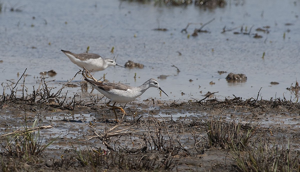 Wilson's Phalarope - ML267291141