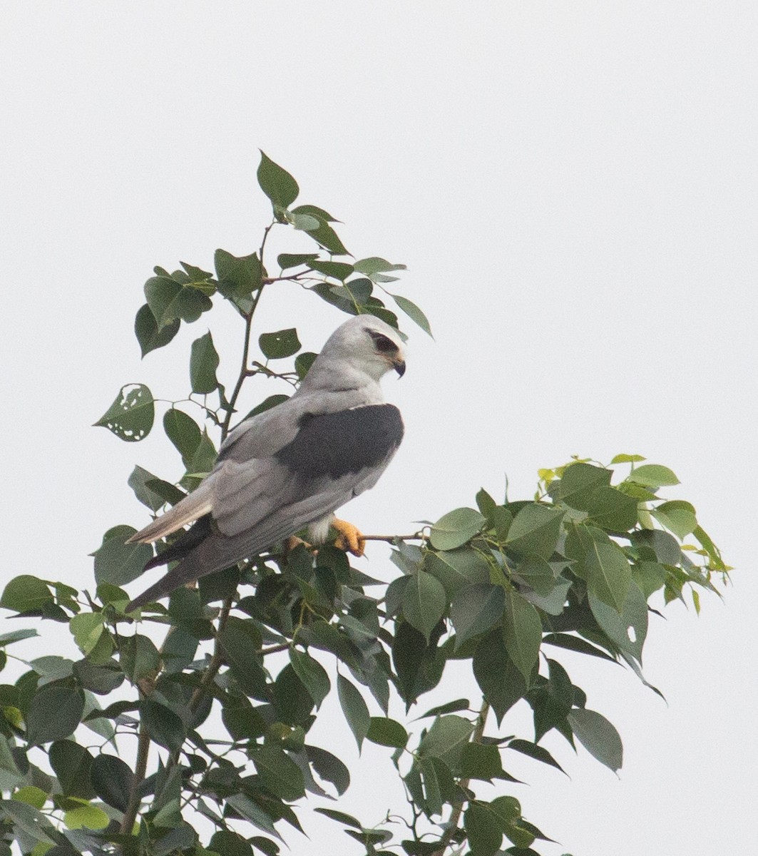 Black-winged Kite - ML267295811