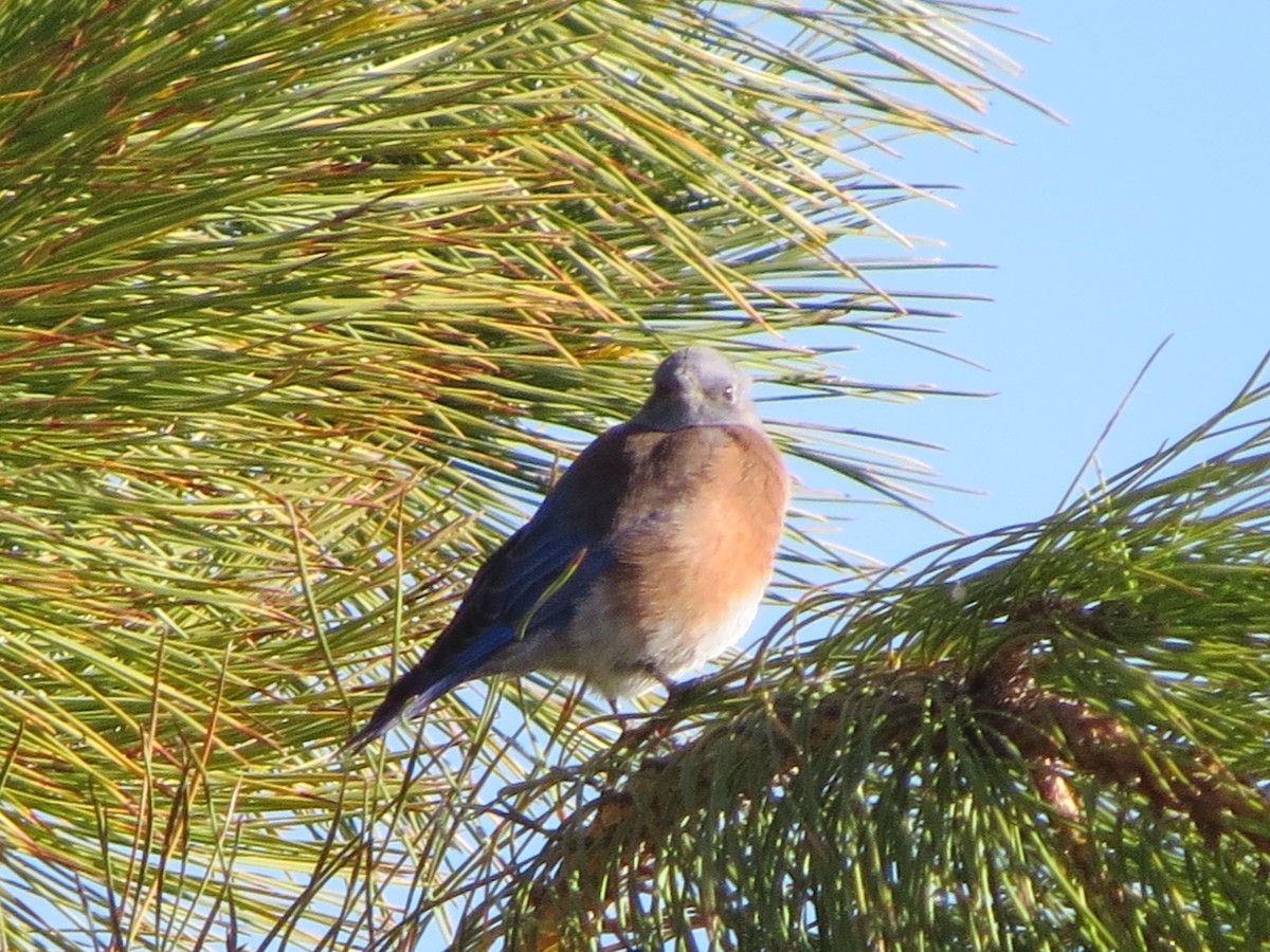 Western Bluebird - ML267297221