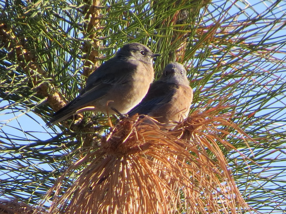 Western Bluebird - ML267297231