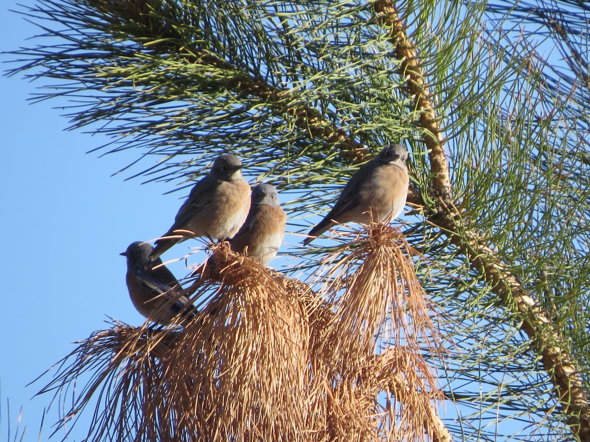Western Bluebird - ML267297261